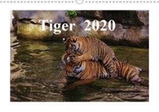 Bild von Tiger 2020 (Wandkalender 2020 DIN A3 quer)